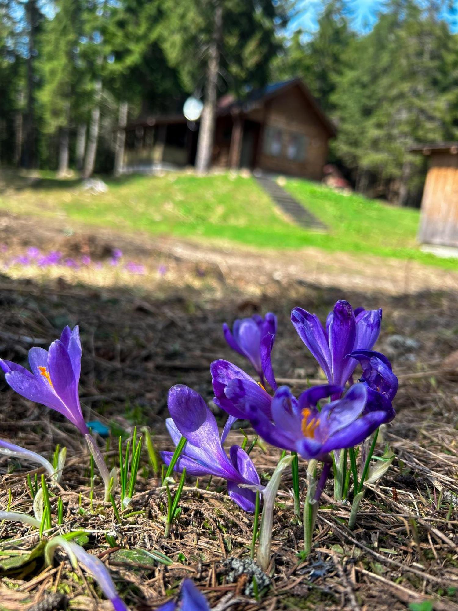 Natura Haziko Izvoare  Extérieur photo